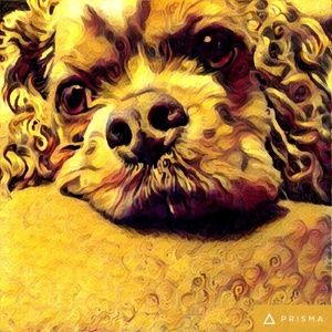 Meet your Posher, Tracy